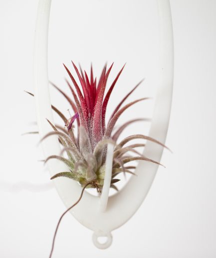 Tillandsia ionantha