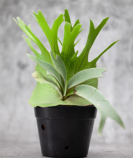 Platycerium willinckii Sauron Sporeling (SS01)