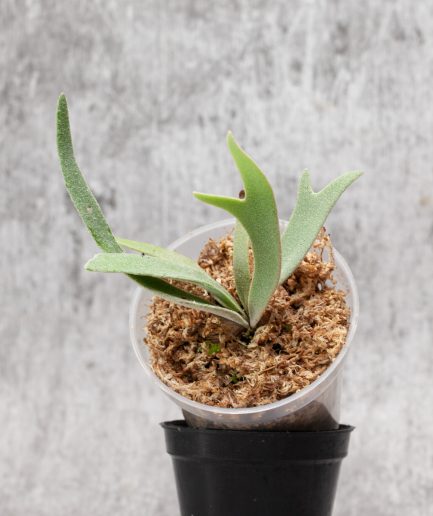 Platycerium willinckii Sauron Sporeling (SS02)