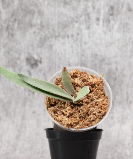 Platycerium willinckii Sauron Sporeling (SS03)