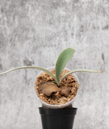 Platycerium willinckii Sauron Sporeling (SS04)