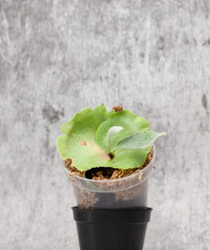 Platycerium willinckii Sauron Sporeling (SS05)