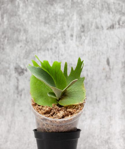 Platycerium willinckii Sauron Sporeling (SS06)