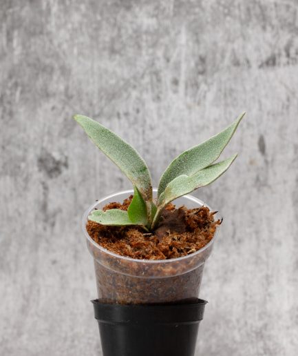 Platycerium willinckii Sauron Sporeling (SS17)