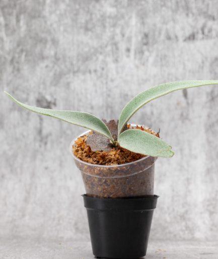 Platycerium willinckii Sauron Sporeling (SS18)