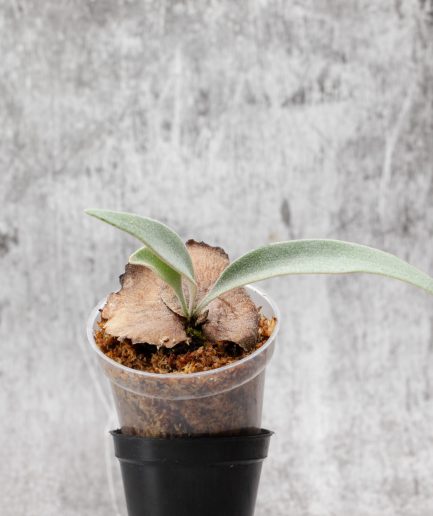 Platycerium willinckii Sauron Sporeling (SS19)