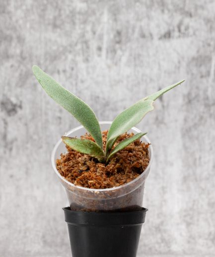 Platycerium willinckii Sauron Sporeling (SS20)