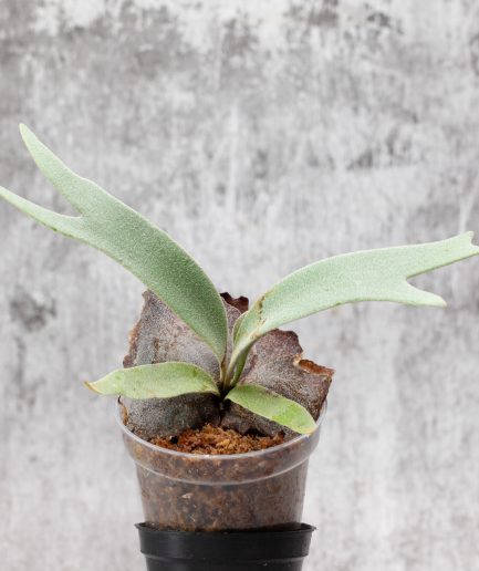 Platycerium willinckii Sauron Sporeling (SS21)