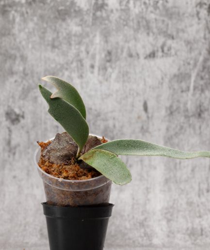 Platycerium willinckii Sauron Sporeling (SS24)