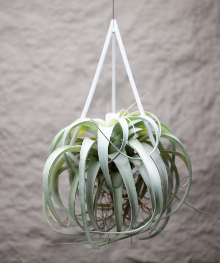 Tillandsia xerographica