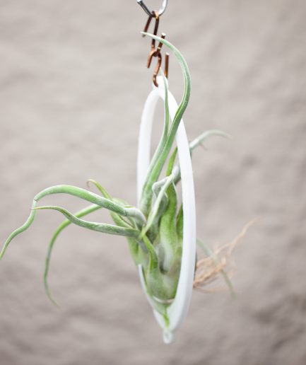 Tillandsia caput-medusae