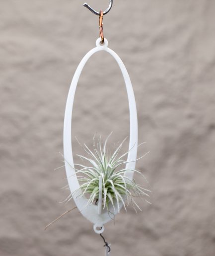Tillandsia tectorum