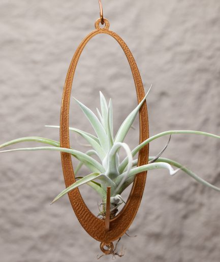 Tillandsia duratii