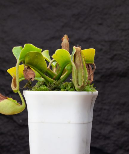 Nepenthes truncata
