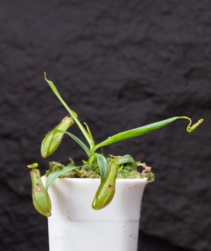 Nepenthes gracilis variegated