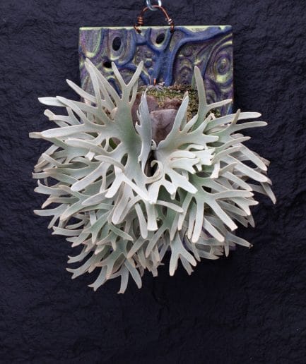 Platycerium willinckii ‘Yellowmoon’ × ‘Windbell’ × ‘Platinum’