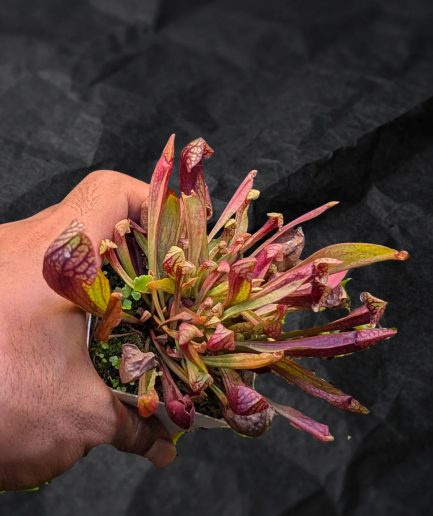 Sarracenia 'Celsoni' x Minor