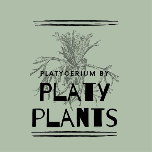 Platy Plants