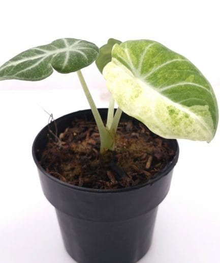 Alocasia Black Velvet Splash