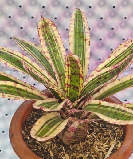 Bromelia Neoregelia "wild rabbit"