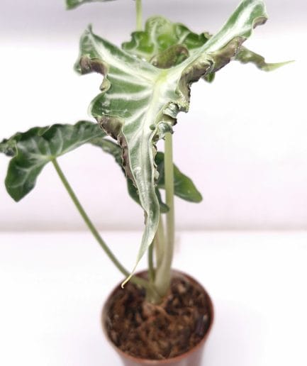 Alocasia Loco