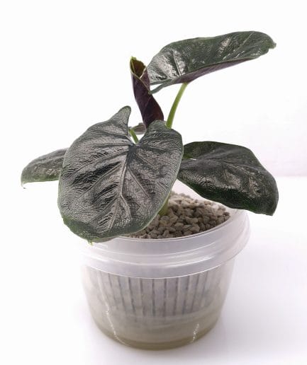 Alocasia Antoro Velvet