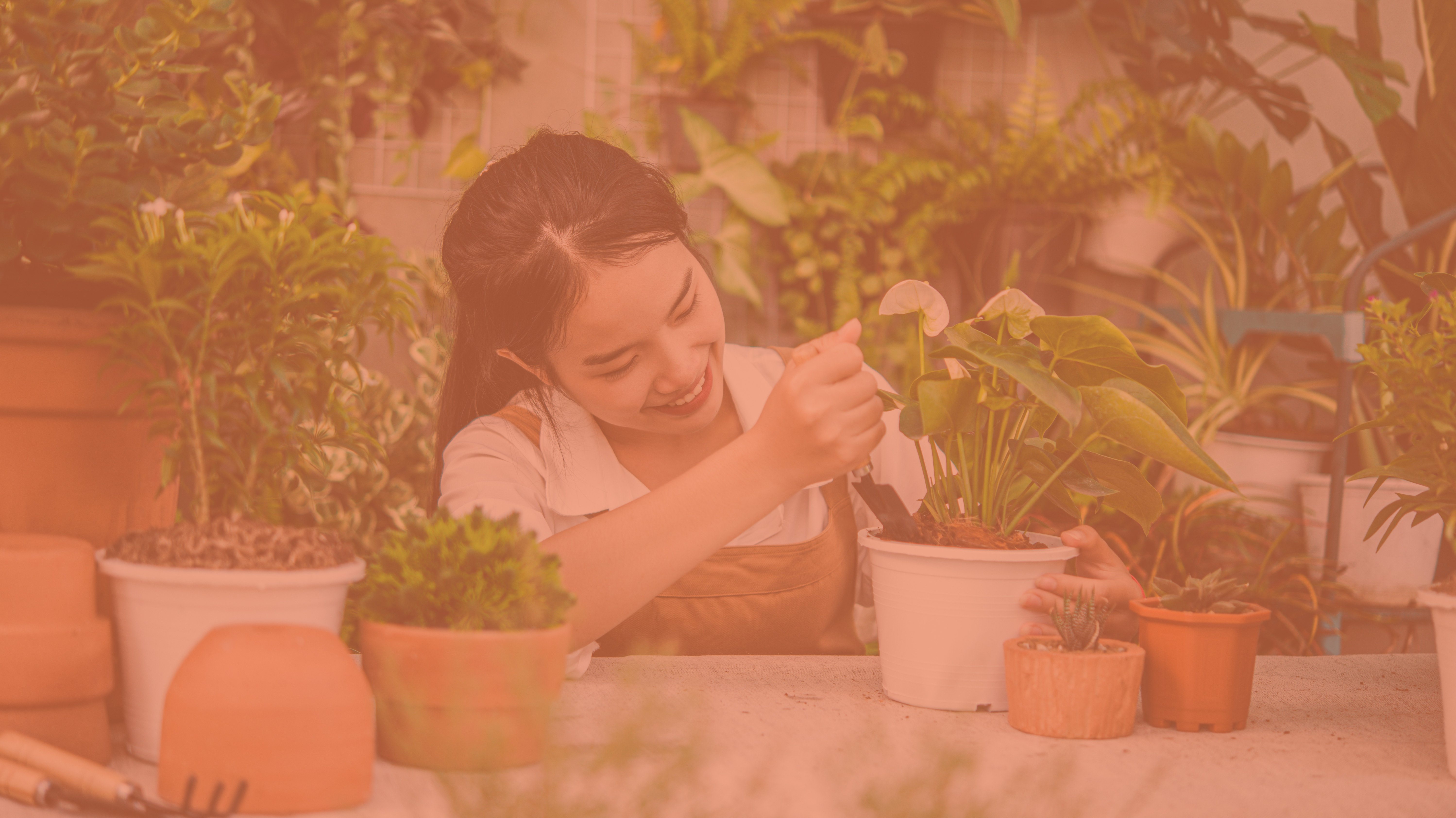 young-asian-gardener-female-wearing-apron-using-shovel-transplants-houseplant-cactus
