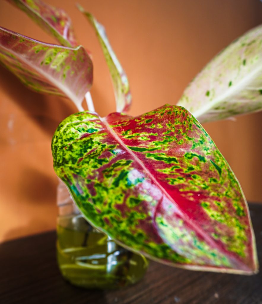 "Crimson Mosaic: Nature's Living Masterpiece".