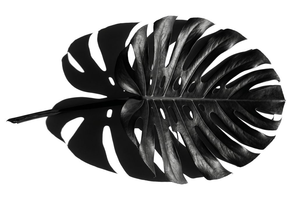 Shadow play Monstera Leaf
