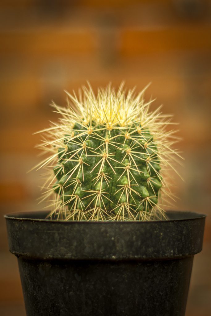 Small Potted Golden Barrel Cactus