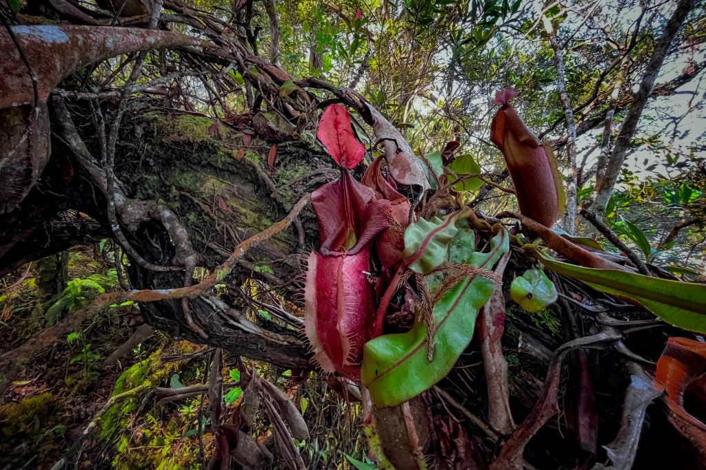 Mahkota Merah Kalimantan Barat