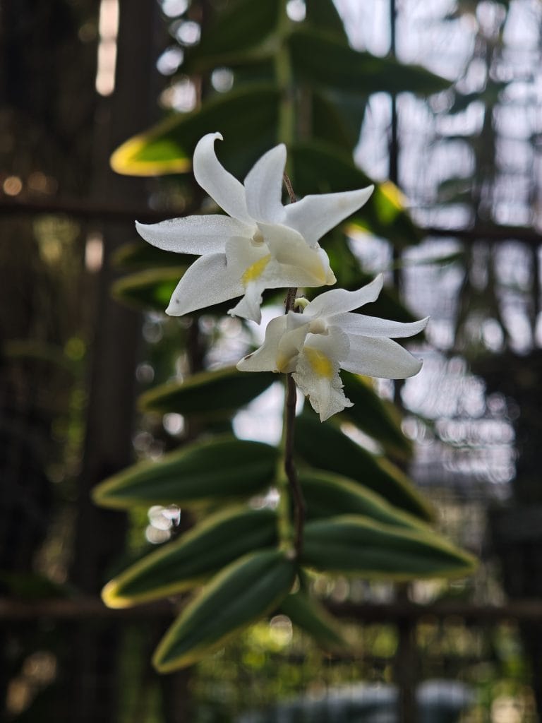 silent bloom
