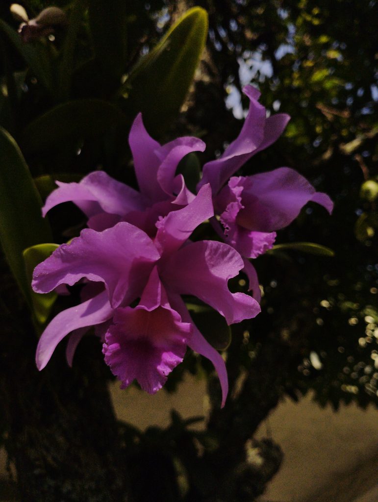 Simfoni dalam gelap