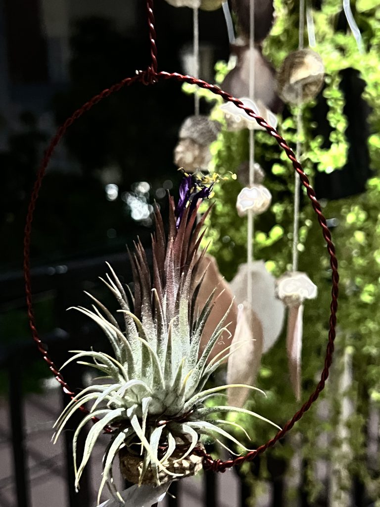 The night beauty with Ionantha