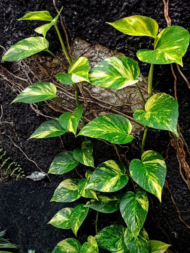 Golden pothos