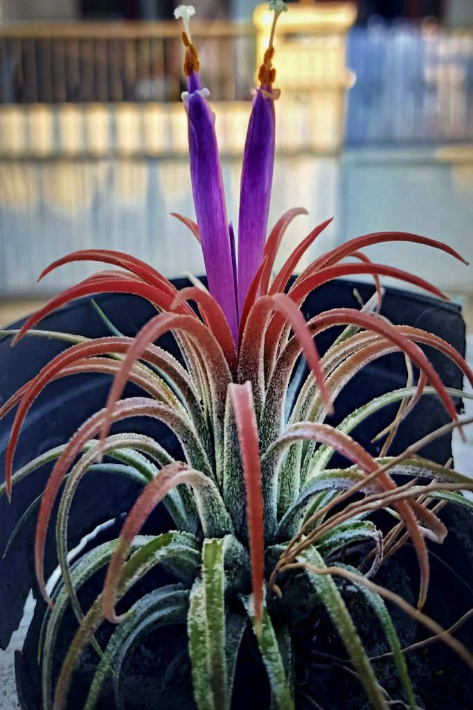 Tillandsia